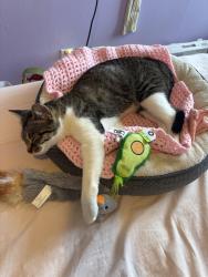 Found/Stray Female Cat last seen Earnscliffe recreation centre, Brampton, ON 