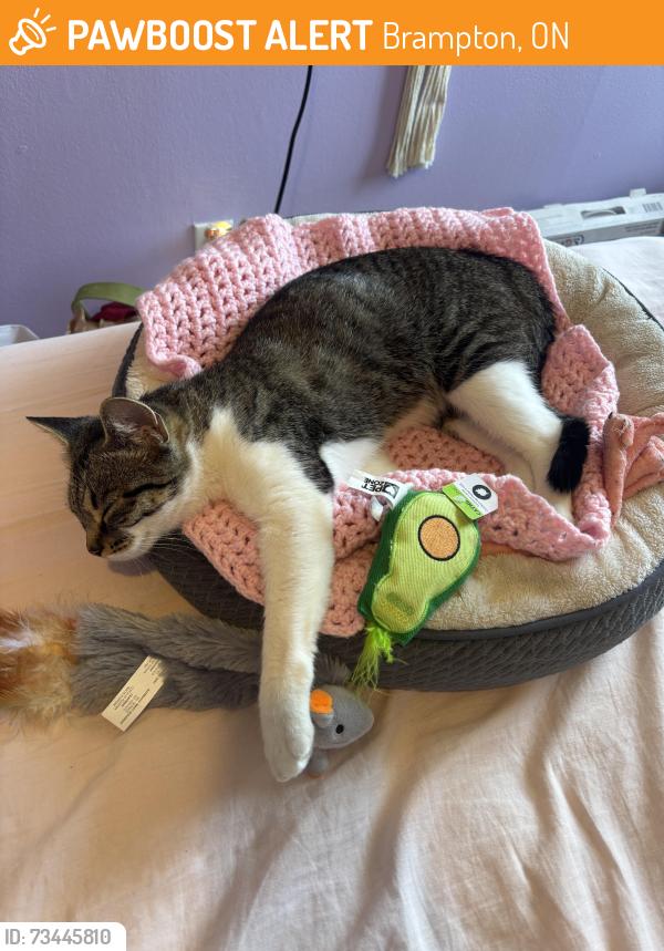 Found/Stray Female Cat last seen Earnscliffe recreation centre, Brampton, ON 