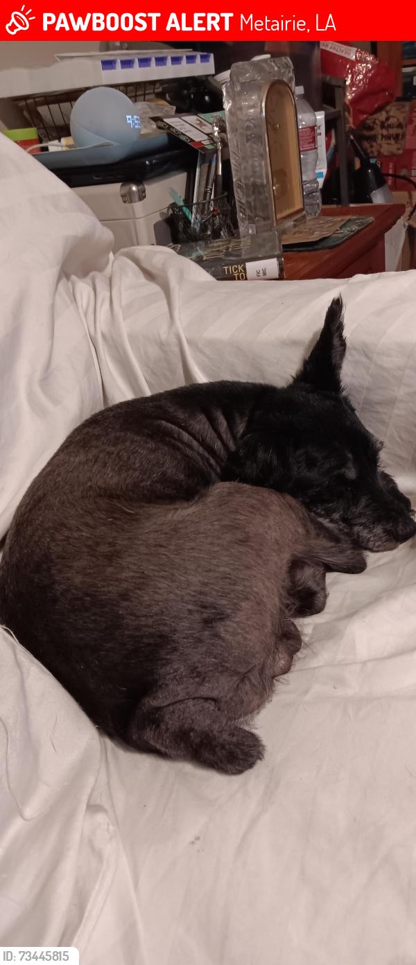 Lost Male Dog last seen Geneva and west esplanade, Metairie, LA 70005