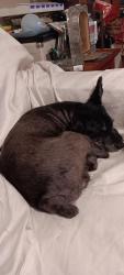 Lost Male Dog last seen Geneva and west esplanade, Metairie, LA 70005