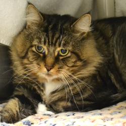 Shelter Stray Male Cat last seen , 361 S Raymond Ave, Pasadena, CA 91105, USA