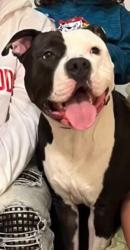 Lost Male Dog last seen Charter Oaks and Riveroaks, Louisville, KY 40241