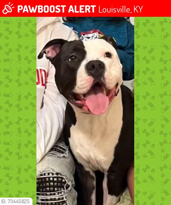 Lost Male Dog last seen Charter Oaks and Riveroaks, Louisville, KY 40241