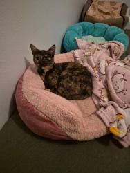 Reunited Female Cat last seen Old farmhouse court, Herndon, VA 20171
