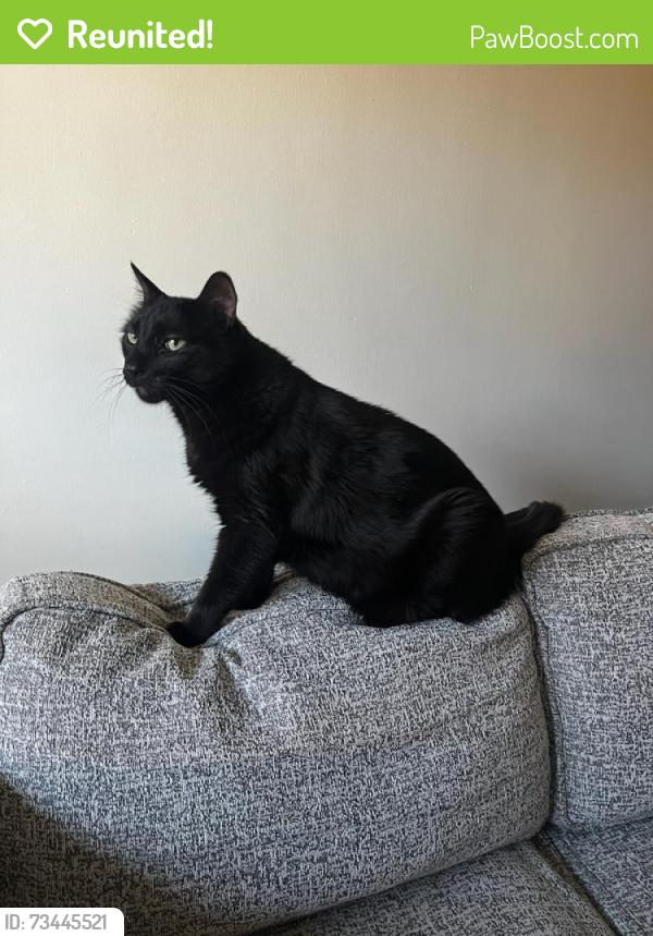 Reunited Male Cat last seen Barry Ave and Venice Blvd, Los Angeles, CA 90066
