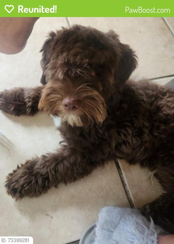Reunited Male Dog last seen 20th and Derry St, Harrisburg, Harrisburg, PA 17104