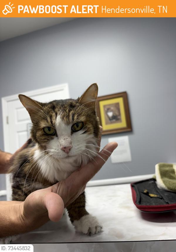 Found/Stray Female Cat last seen Bonita parkway, Hendersonville, TN 37075