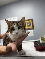 Found/Stray Female Cat last seen Bonita parkway, Hendersonville, TN 37075