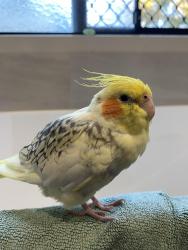 Lost Male Bird last seen bushland, Drewvale, QLD 4116
