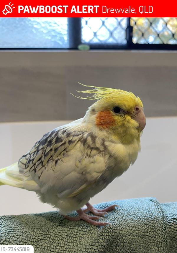 Lost Male Bird last seen bushland, Drewvale, QLD 4116