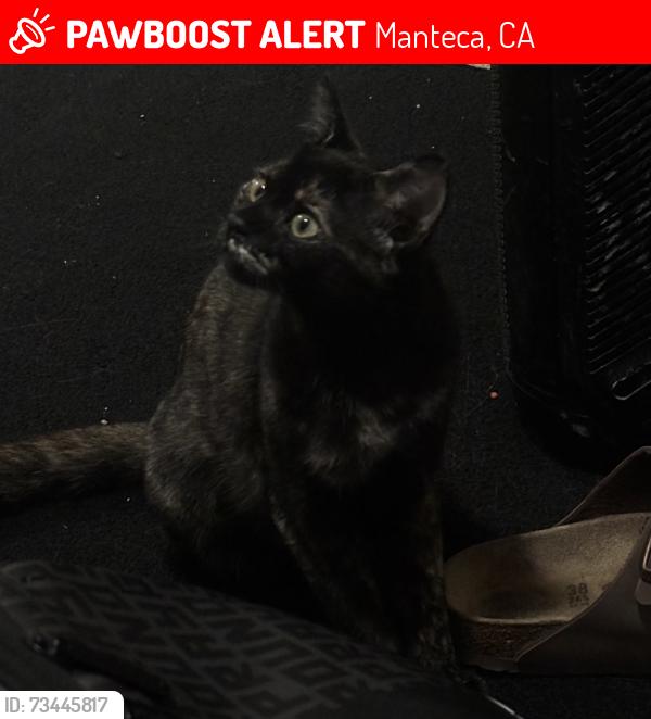Lost Female Cat last seen crutchfeild lane, Manteca, CA 95336