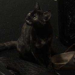 Lost Female Cat last seen crutchfeild lane, Manteca, CA 95336