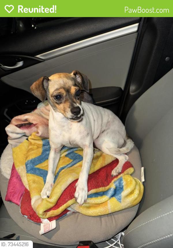 Reunited Female Dog last seen Pidgeon & Lisbon, San Diego, CA 92114