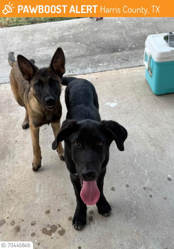 Found/Stray Unknown Dog last seen King crossing Neighborhood, Harris County, TX 77493