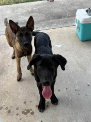 Found/Stray Unknown Dog last seen King crossing Neighborhood, Harris County, TX 77493