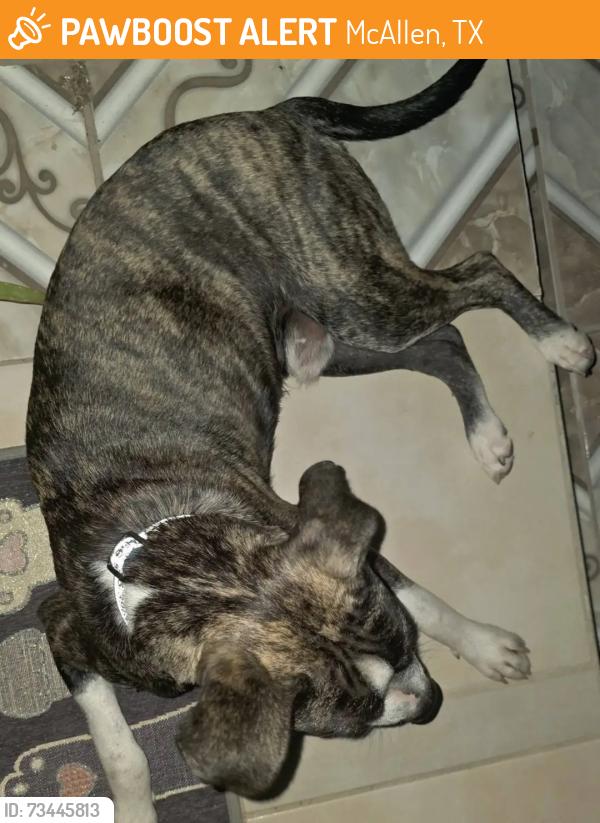 Found/Stray Male Dog last seen Downtown mcallen, 12th st, our lady of sorrows church, foodtrucks, mama's pizza, McAllen, TX 78501