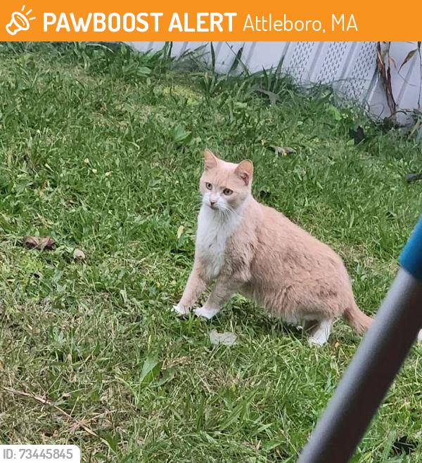 Found/Stray Unknown Cat last seen Near County St, Attleboro, MA 02703
