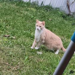 Found/Stray Unknown Cat last seen Near County St, Attleboro, MA 02703