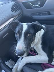 Found/Stray Male Dog last seen Near The Meher School, Lafayette, CA 94549