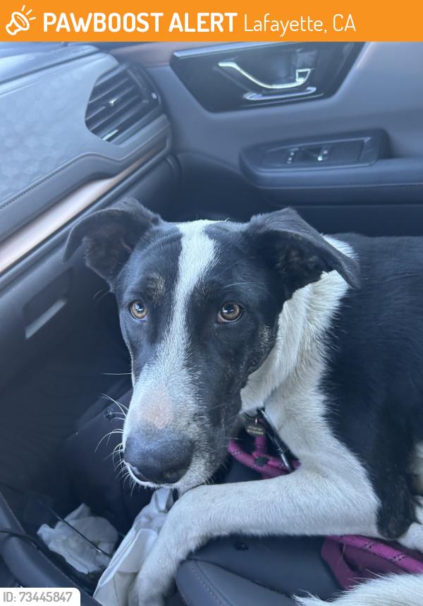Found/Stray Male Dog last seen Near The Meher School, Lafayette, CA 94549