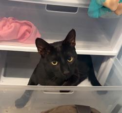 Lost Male Cat last seen Lavonne Ave, San Jose, CA 95116