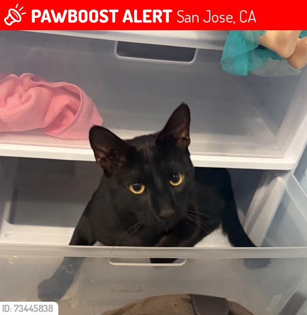 Lost Male Cat last seen Lavonne Ave, San Jose, CA 95116