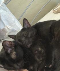Lost Male Cat last seen Gillespie, St. Mary’s Street and Park Ave., San Antonio, TX 78212