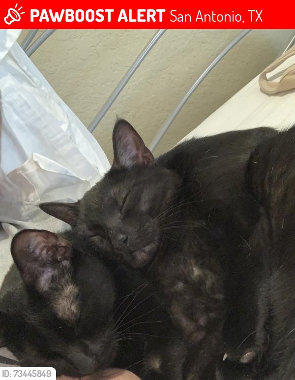 Lost Male Cat last seen Gillespie, St. Mary’s Street and Park Ave., San Antonio, TX 78212