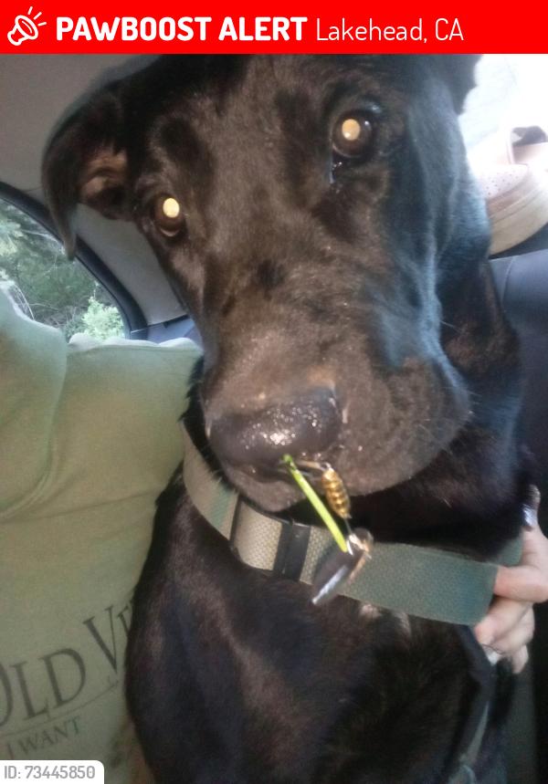 Lost Male Dog last seen Minima st, Lakehead, CA 96051