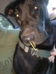 Lost Male Dog last seen Minima st, Lakehead, CA 96051