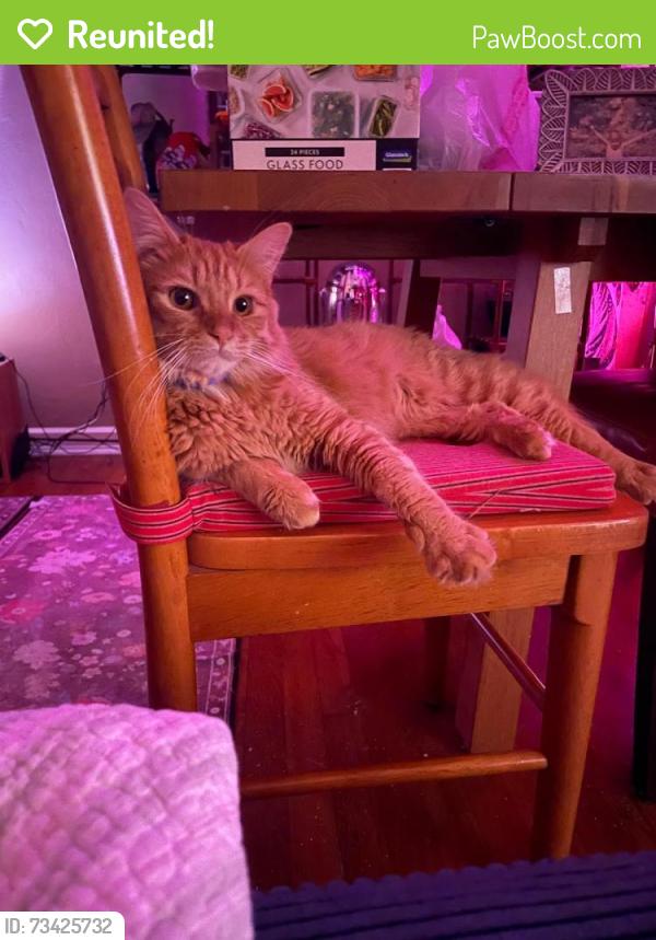 Reunited Male Cat last seen Princeton Street and behind, Orlando, FL 32804