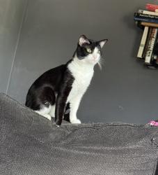 Lost Male Cat last seen Weller and east, Dayton, OH 45459