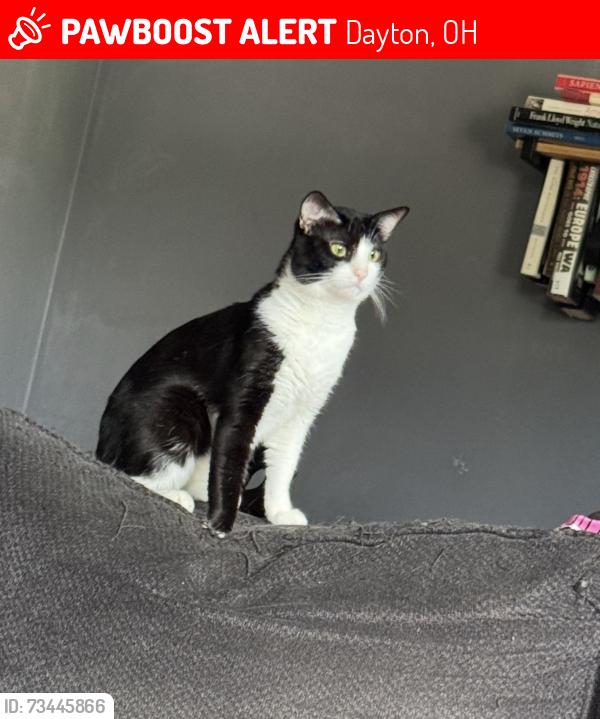 Lost Male Cat last seen Weller and east, Dayton, OH 45459