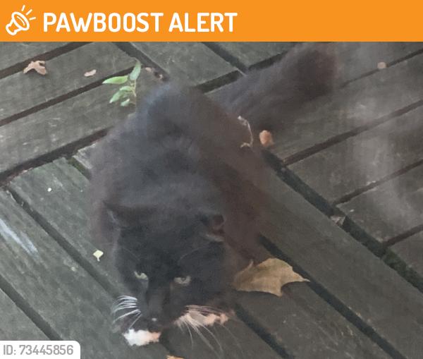 Found/Stray Unknown Cat last seen McNay Court, West Bloomfield Township, MI 48323