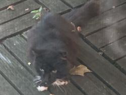 Found/Stray Unknown Cat last seen McNay Court, West Bloomfield Township, MI 48323