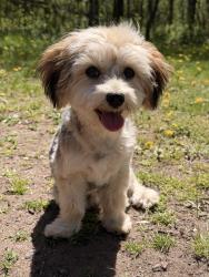 Reunited Male Dog last seen Ashwood, Saint Paul, MN 55125