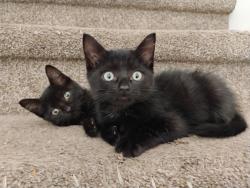 Shelter Stray Male Cat last seen Near N 750 E, Layton, UT 84041, USA, 1422 E 600 N, Fruit Heights, UT 84037, USA