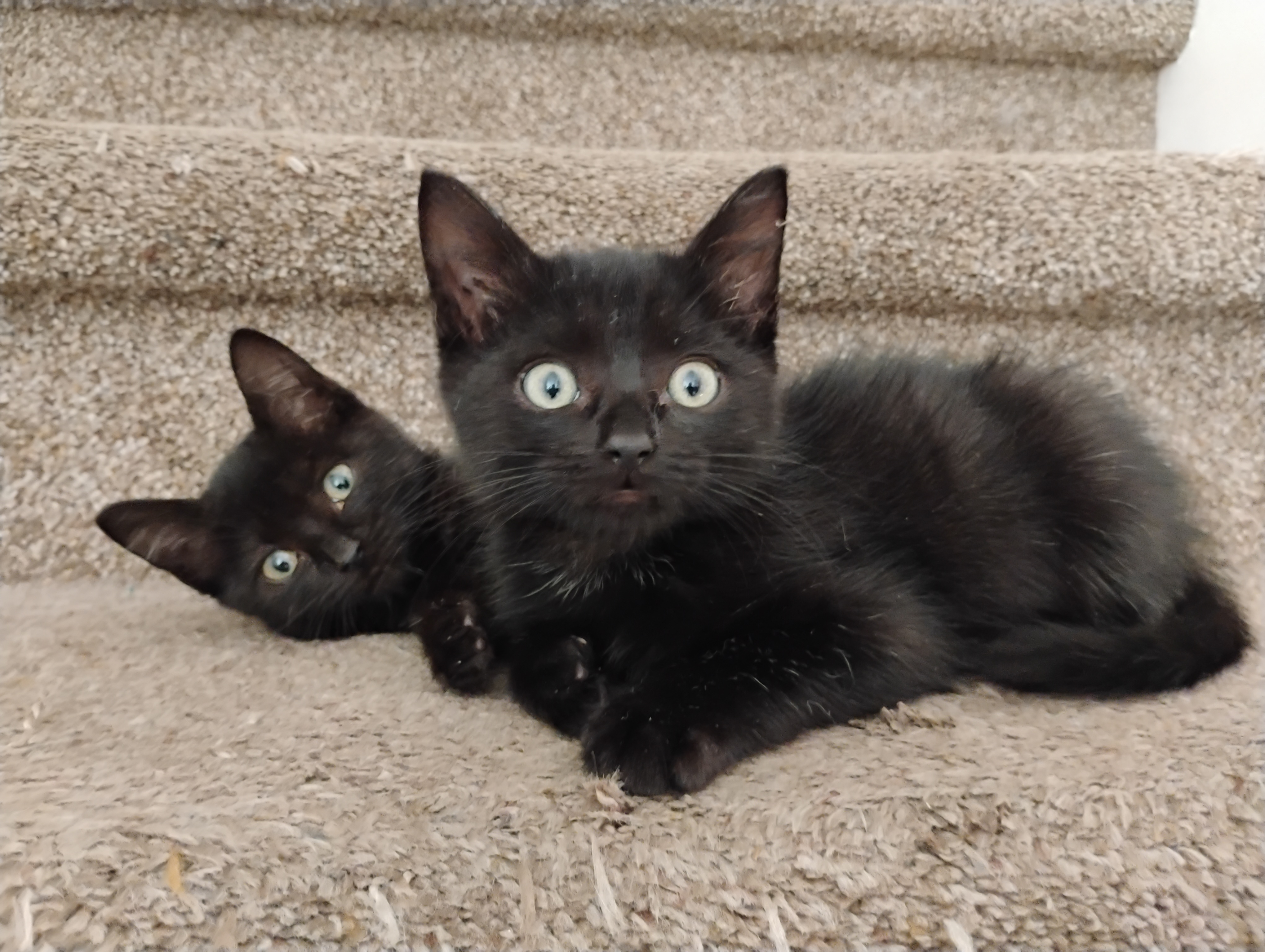 Shelter Stray Male Cat last seen Near N 750 E, Layton, UT 84041, USA, 1422 E 600 N, Fruit Heights, UT 84037, USA