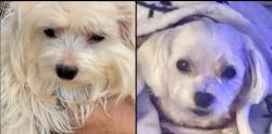 Reunited Male Dog last seen Near Rhondda Dr., Lorton, VA 22079
