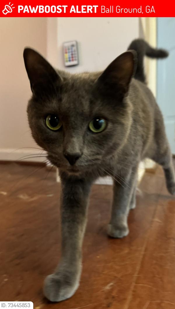 Lost Male Cat last seen Woods circle ball ground ga 30107, Ball Ground, GA 30107