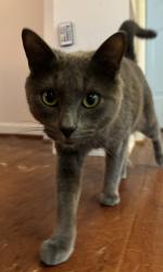 Lost Male Cat last seen Woods circle ball ground ga 30107, Ball Ground, GA 30107