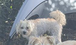 Lost Female Dog last seen Near El Dorado Blvd, Houston, TX, Houston, TX 77062