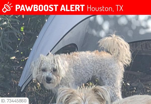Lost Female Dog last seen Near El Dorado Blvd, Houston, TX, Houston, TX 77062