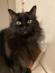 Lost Female Cat last seen Near 164th Ave NE, Bellevue, WA 98008
