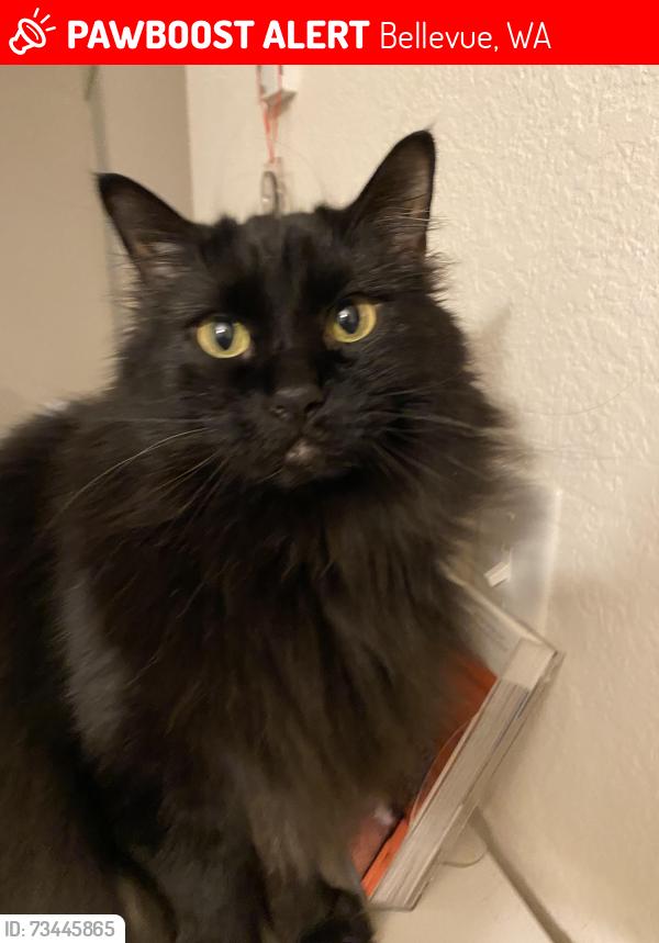 Lost Female Cat last seen Near 164th Ave NE, Bellevue, WA 98008