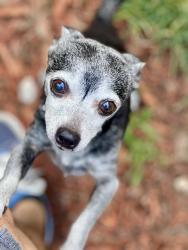 Lost Male Dog last seen Lafayette, Port Orange, FL 32127