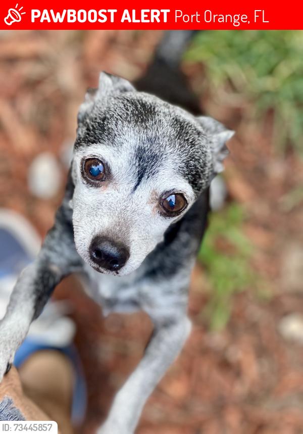 Lost Male Dog last seen Lafayette, Port Orange, FL 32127