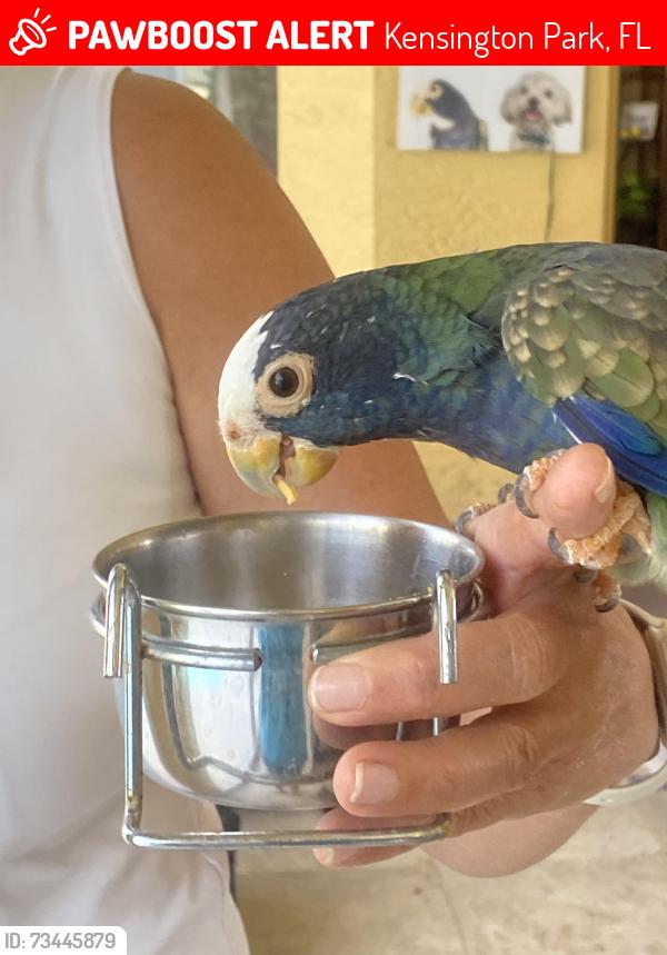 Lost Male Bird last seen Lockwood Ridge in Sarasota, Kensington Park, FL 34235