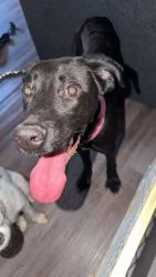 Found/Stray Female Dog last seen Valley Falls rd, Spartanburg, SC 29303