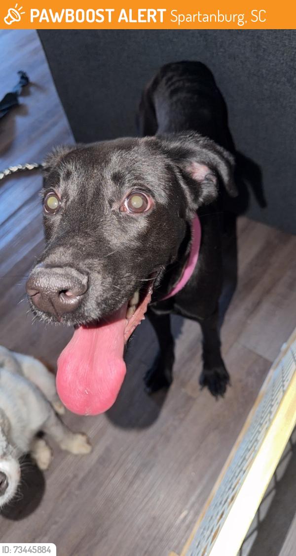 Found/Stray Female Dog last seen Valley Falls rd, Spartanburg, SC 29303